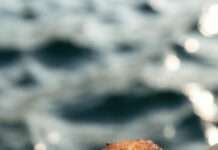 Tangier Island Virginia Crab Cakes: A Taste of Chesapeake Bay Tradition